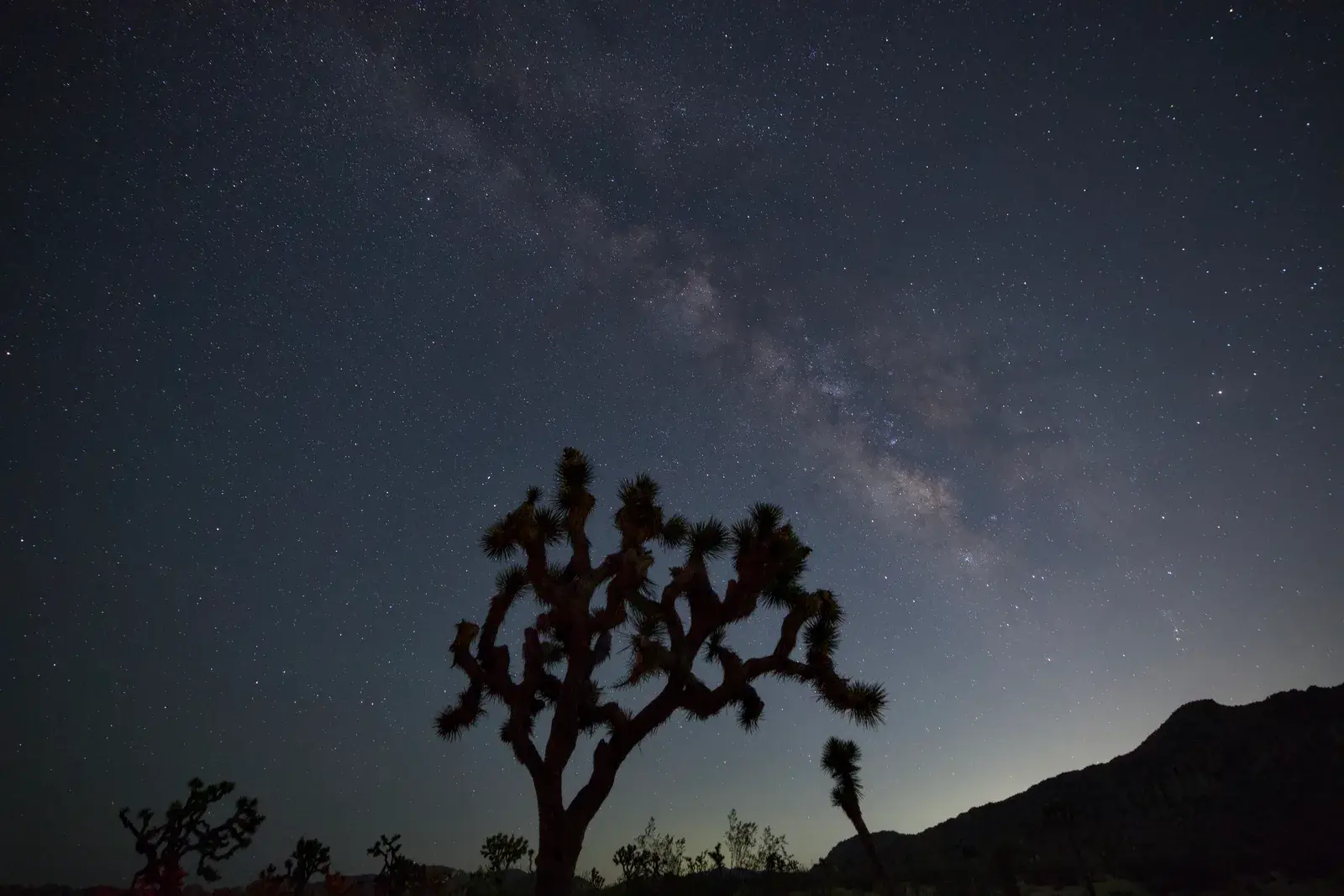 A Joshua tree silhouetted beneath the Milky Way